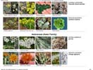 4 photo plant list